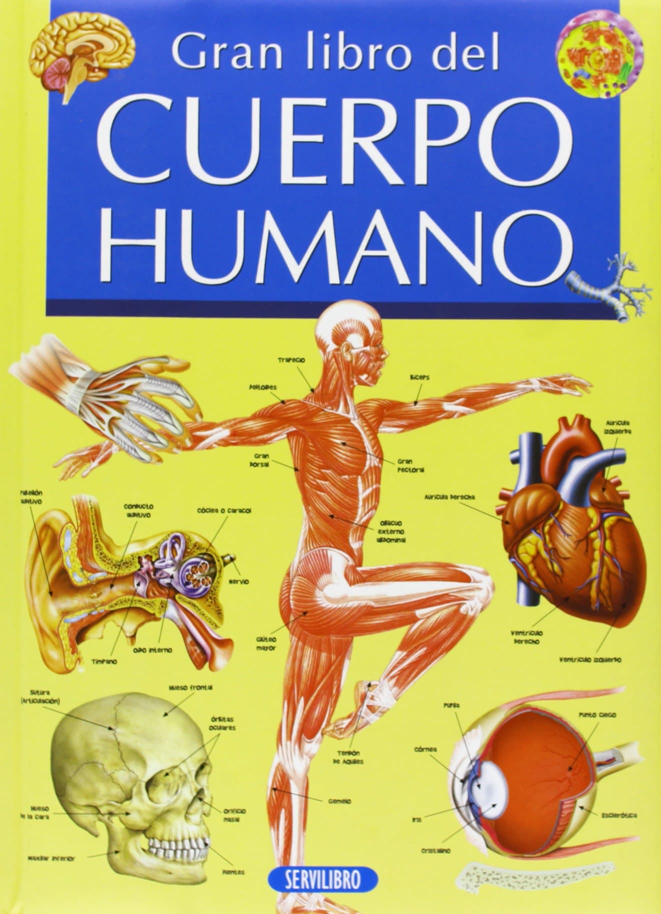 Portada de El cuerpo humano (GRAN LIBRO DE...)