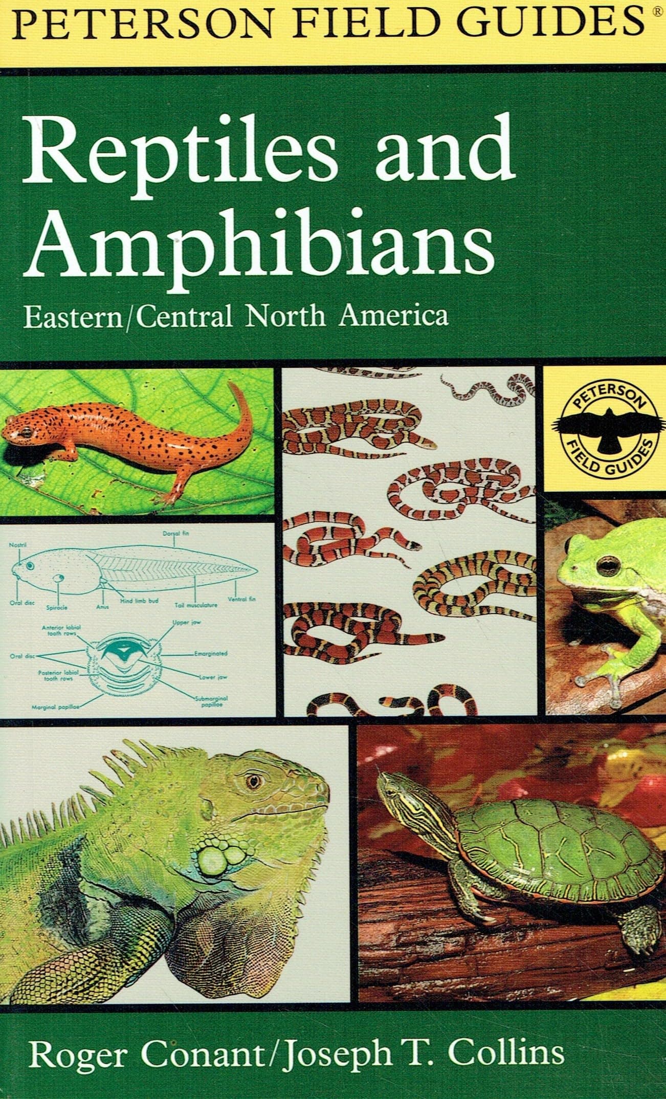 Portada de Field Guide to Reptiles and Amphibians (Peterson Field Guide Series)
